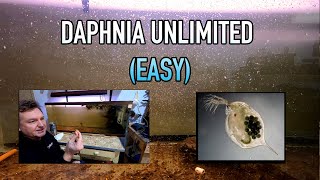 How I Raise Daphnia Water Fleas And You Can Too [upl. by Haimarej95]