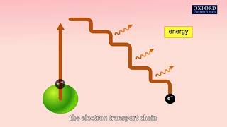 Animation 201 Photochemical reactions light reactions [upl. by Nonnac]