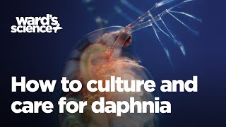 Caring and Culturing for Daphnia [upl. by Lucania59]