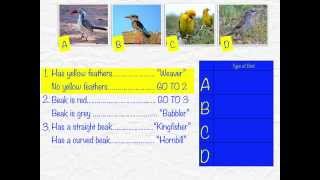 Using Dichotomous Keys [upl. by Cookie]