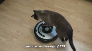 Cat shows HOW TO use iRobot Roomba Vacuum [upl. by Maxey]