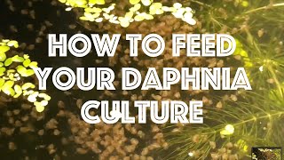 How To Feed Your Daphnia Culture [upl. by Anneehs]