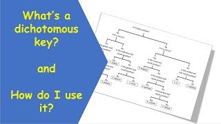 Dichotomous Key tutorial video [upl. by Talmud]