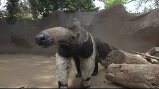 Giant Anteaters Looks Can Be Deceiving [upl. by Aihsenad]