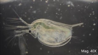 Daphnia magna under the Microscope [upl. by Nivre862]