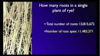 Stefano Mancuso The roots of plant intelligence [upl. by Liva]