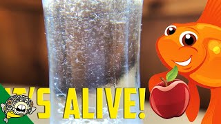 How to culture Vinegar Eels The EASY Way Live Fish Food [upl. by Dnomra22]