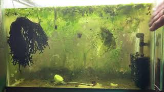 Scuds Daphnia Cherry Shrimp Copepods My aquatic food culture [upl. by Favin]