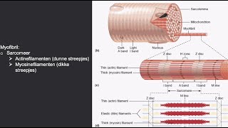 Actine amp Myosine spiercontractie [upl. by Urbana267]