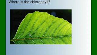 Photosynthesis Part 1 An Overview [upl. by Prisca316]