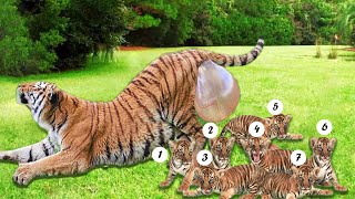 How Tiger Giving Birth To Twin Cubs At The Zoo [upl. by Graubert]