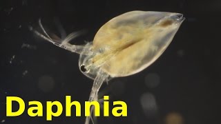 Daphnia [upl. by Liggett562]