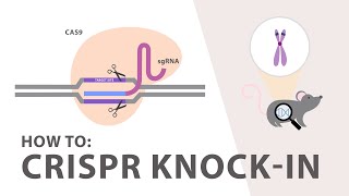 How to perform a CRISPR Knockin Experiment [upl. by Wicks]