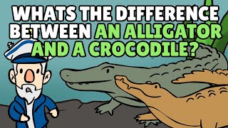 Difference Between Alligator and Crocodile  Cayman Animal [upl. by Soracco488]