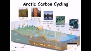 24 Carbon cycle nitrogen cycle [upl. by Arretnahs462]