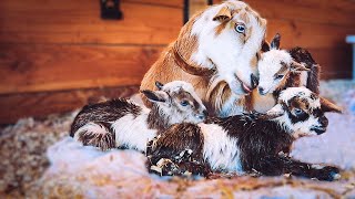 the SWEETEST bond Willows labor amp delivery  miniature goat birth [upl. by Hallvard]