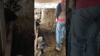 Feeding Hay to Sheep in old dairy barn [upl. by Anaeel]