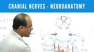 Cranial Nerves  Neuroanatomy [upl. by Aihsyak]