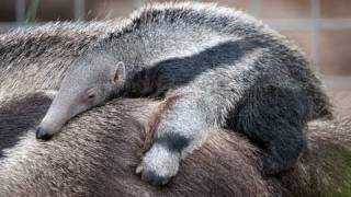 Baby Anteater at the Santa Ana Zoo  UC Irvine [upl. by Ringsmuth]