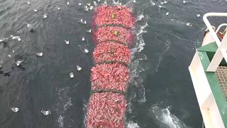 Fishing trip on trawler Ljósafell from Iceland [upl. by Zoie]