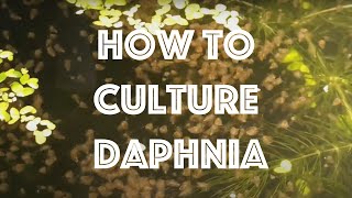 How To Culture Daphnia Magna [upl. by Neelrak974]