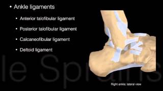 Ankle and Foot Structure and actions [upl. by Allesor]