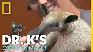 Meet Antoinette the Anteater  Dr Ks Exotic Animal ER [upl. by Tomchay]