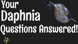 Daphnia Questions Answered [upl. by Romeo]