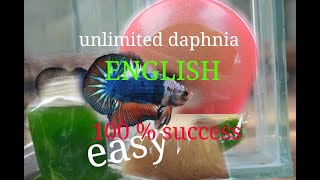 daphnia moina culture Easy way Unlimited production English  with sub Green water Chlorella [upl. by Duck]