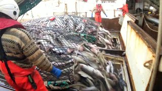 Fishing and Processing on a Freezing Trawler [upl. by Elorac]