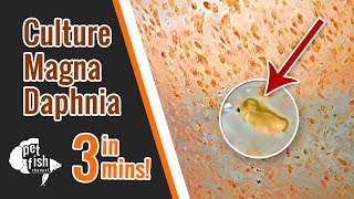 How to culture DAPHNIA MAGNA  The easy way [upl. by Ididn]