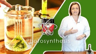 Rates Of Photosynthesis  GCSE Science Required Practical [upl. by Felipa858]