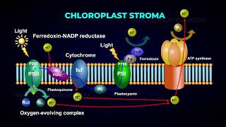 Electron Transport System  Photophosphorylation  Photolysis of Water [upl. by Blessington989]