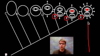 Cladograms [upl. by Willett]