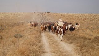 Chico Basin Ranch A Unique Brand [upl. by Ellinet476]