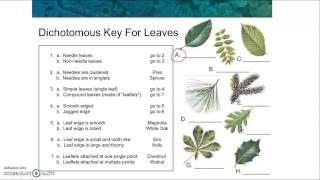 Dichotomous Key Reading [upl. by Esilahs]