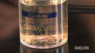 How to Care for Daphnia [upl. by Akeem427]