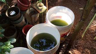 How to grow Green Water Algae [upl. by Fiden]