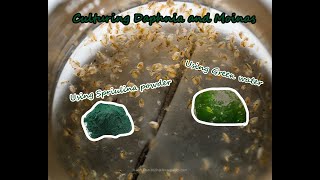 How To Culture Daphnia and Moinas using Green Water Spirulina powder [upl. by Cuthbert]