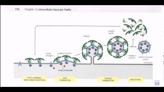 Vesicle formation [upl. by Niel212]