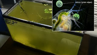 Raising Daphnia for the Freshwater Aquarium [upl. by Estus322]