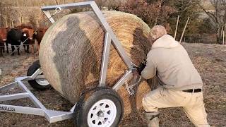 Greg Judy ATV bale unroller in action feeding 292 head with four wheeler [upl. by Sid]