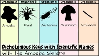 Dichotomous Keys Identification Achievement Unlocked [upl. by Sigsmond556]