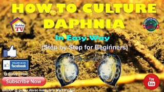 HOW TO CULTURE DAPHNIA In Easy Way [upl. by Batty]