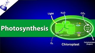 Photosynthesis [upl. by Oiludbo]